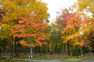 Obraz premium 紅葉が始まった秋の公園 