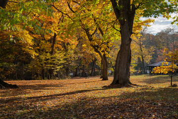 秋の日が当たる秋の公園

