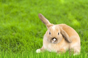 Little wild rabbit or bunny on the green grass.
