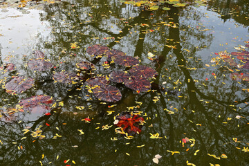 Trees reflected in a pool of water, with lily pads and leaves.