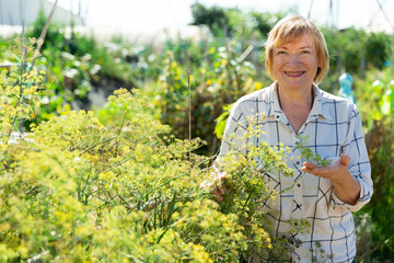 Positive mature woman picking dill in garden. High quality photo