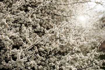 Spring background. Spring. Photo. 