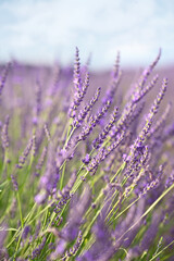 Fototapeta premium Beautiful blooming lavender plants growing in field, closeup