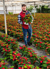 Fototapeta na wymiar Skilled florist man engaged in cultivation of plants of poinsettia in greenhouse.