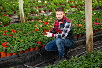Young male farmer controlling quality of Pelargonium plants in glasshouse farm