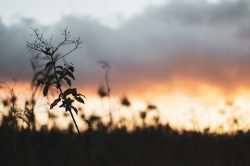 Fototapeta premium Sunset in nature. Weeds growing in wilderness. Plant silhouettes on bright sunset background