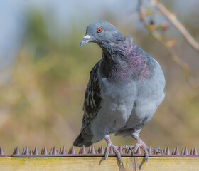 pigeon standing on a garden fence.