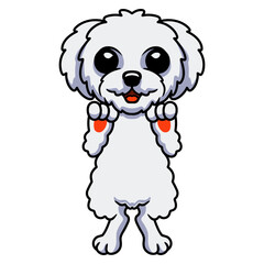 Obraz premium Cute bichon frise cartoon standing
