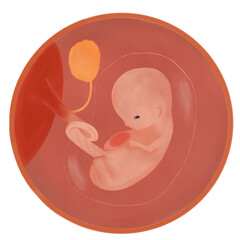 妊娠10週の胎児の水彩イラスト