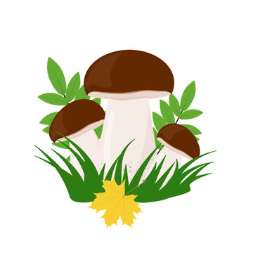 Forest mushroom boletus flat illustration
