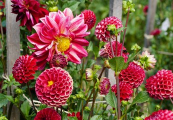 Beautiful red Dahlia flowers with stunning patterns and sizes