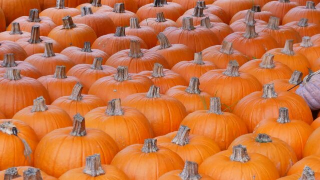 Pumpkin harvest. Smooth row of huge number of various pumpkins on the field in the autumn rays of the setting sun. Red or orange Pumpkins of various shapes and sizes. Halloween preparation
