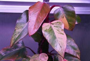 Beautiful variegated leaves of Philodendron Strawberry Shake, a rare houseplant © Khairil