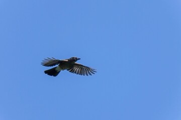 青空バックに元気に飛び回るカケス