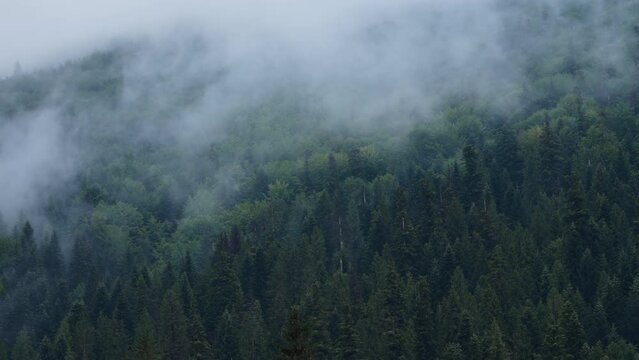 Forest under thick haze. Misty early autumn morning, calm background, relaxation, beauty of Ukraine, nature concept. Foggy Carpathians are covered with spruce trees