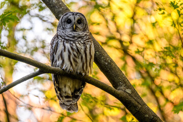 Barred owl (Strix varia), also known as the northern barred owl, striped owl sitting on a branch in the woods