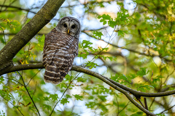 Barred owl (Strix varia), also known as the northern barred owl, striped owl sitting on a branch in the woods