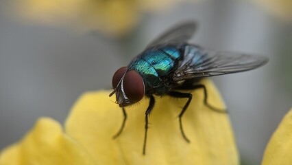 fly on a leaf