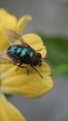 fly on leaf