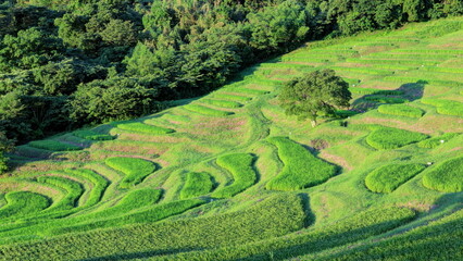 朝日に輝く夏の大山千枚田