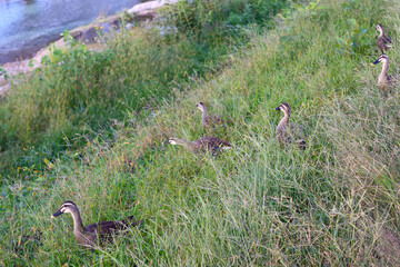 川岸の草むらにいるカルガモ

