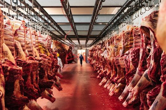 Beef half carcasses hanging on hooks in the slaughterhouse. Meat processing plant, cutting meat.