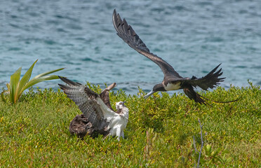 A male Magnificent Frigatebird intimidates an Osprey trying to steal it's food.