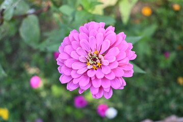 ヒャクニチソウ　
 Zinnia elegans Jacq