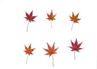 紅葉（モミジ・カエデ）の落ち葉