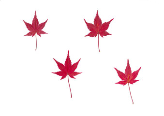 紅葉（モミジ・カエデ）の落ち葉