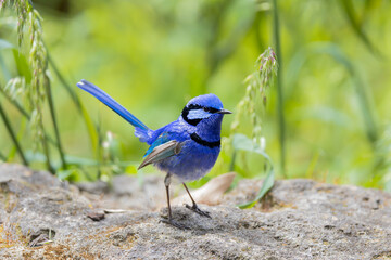Splendid fairy wren is standing and looking for female wren in Perth, Western Australia