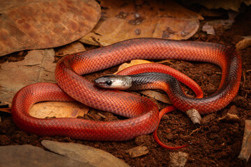 red snake on the ground