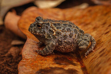 frog on the ground