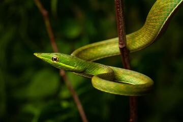 green snouted vine snake on the tree brush
