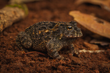 frog on the ground
