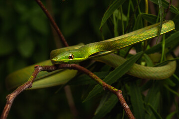 green snouted vine snake on the tree brush