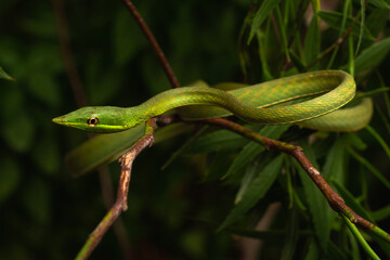 Obraz premium green snouted vine snake on the tree brush