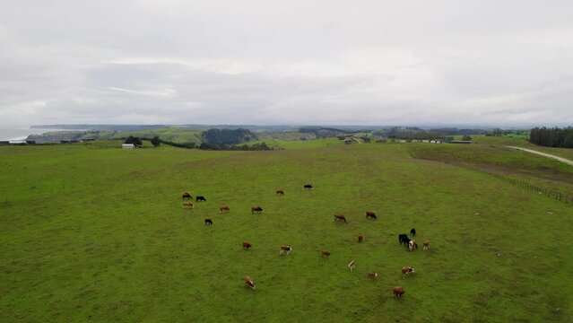 vista aerea desde dron pasando por un campo verde con muchas vacas pastando en un dia nublado