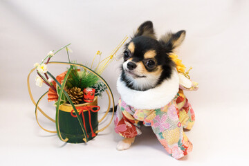 お正月のご挨拶に着物を着た犬とお正月飾りのオブジェ