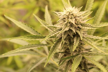 Closeup to growing cannabis plant