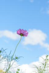 秋晴れの公園に咲くコスモス畑