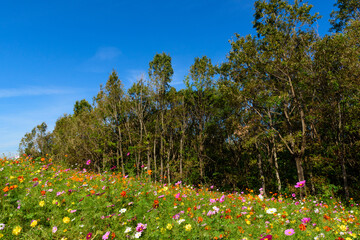 秋晴れの公園に咲くコスモス畑