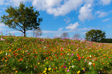 秋晴れの公園に咲くコスモス畑