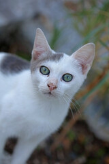 White beautiful cat profile close up modern background high quality big size print