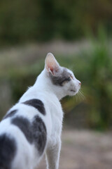 White beautiful cat profile close up modern background high quality big size print