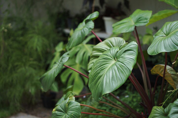Group of homalomena rubescens have big size with fresh evergreen color leaves in tropical forest....