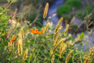 川岸の花と雑草