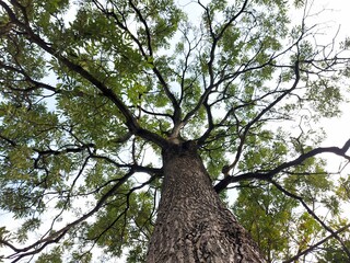 When you stand under a tree and look up to find another strange perspective.