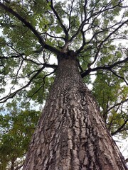 When you stand under a tree and look up to find another strange perspective.