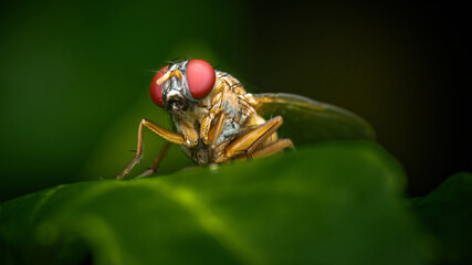 Close up a Fly on green leaf and nature blurred background, Common housefly, Colorful insect, Selective focus.